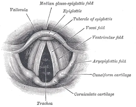 The Vocal cords card