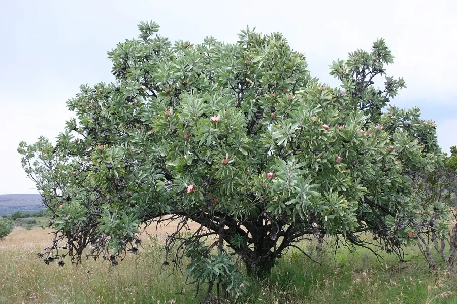 The Protea afra card