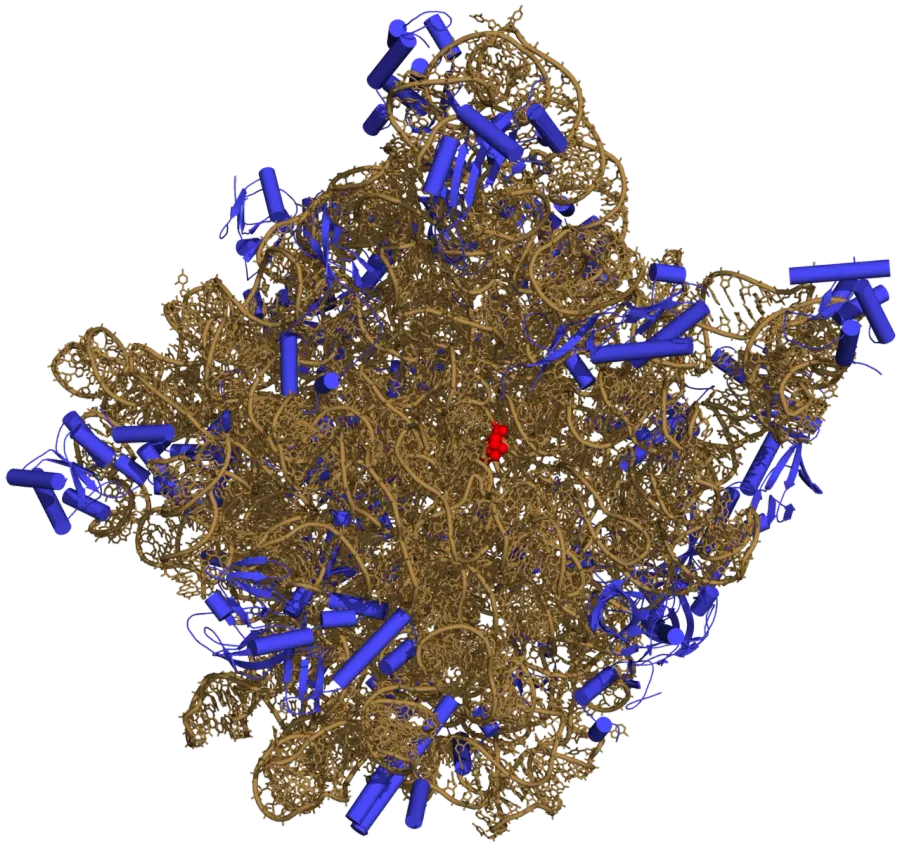 La carte Acide ribonucléique ribosomique