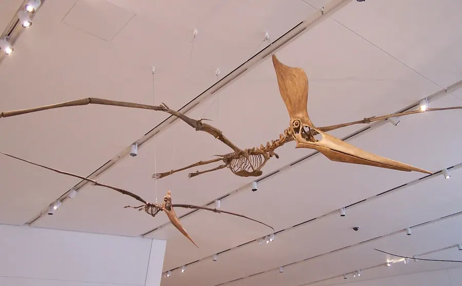 La carte Pteranodontidae