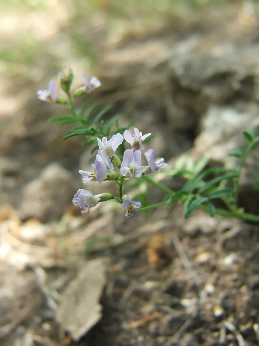 La carte Astragalus austriacus
