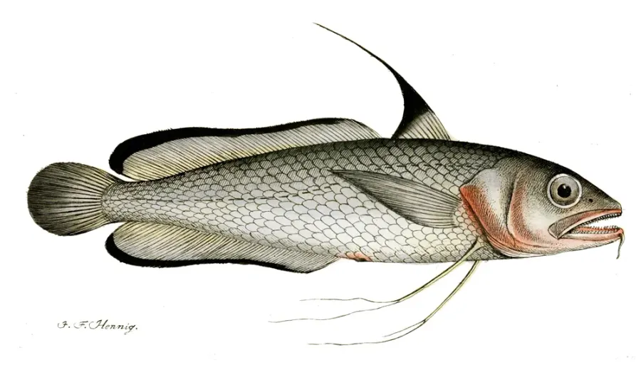 La carte Gadiformes