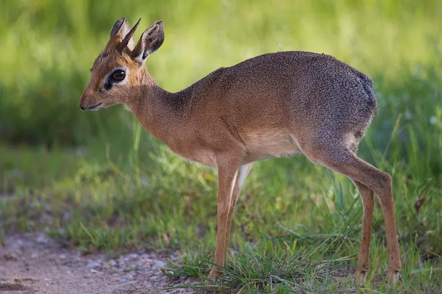 The Dik-dik card