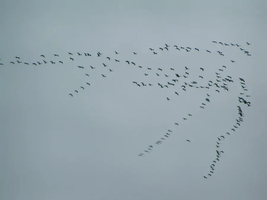 The Bird migration card
