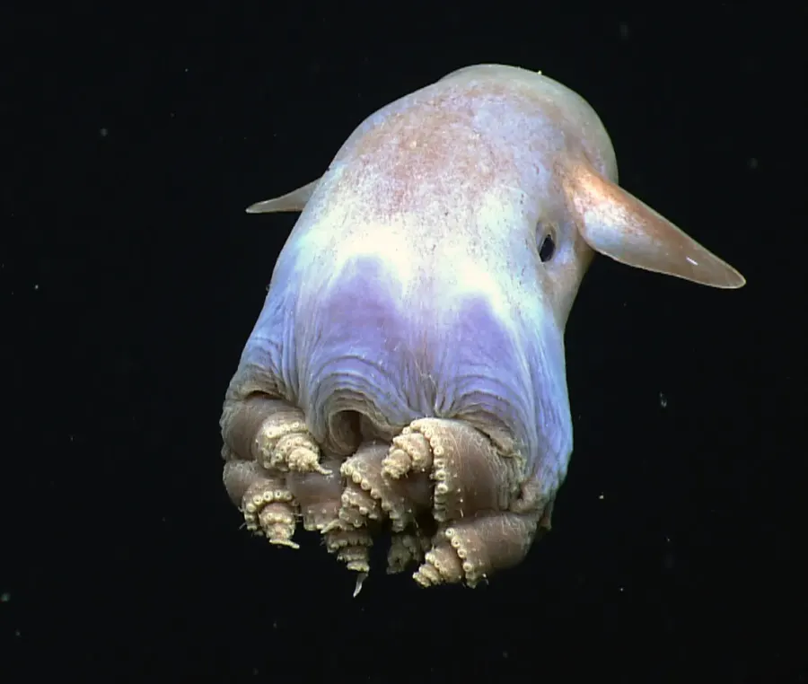 La carte Grimpoteuthis