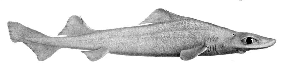 La carte Centrophorus squamosus