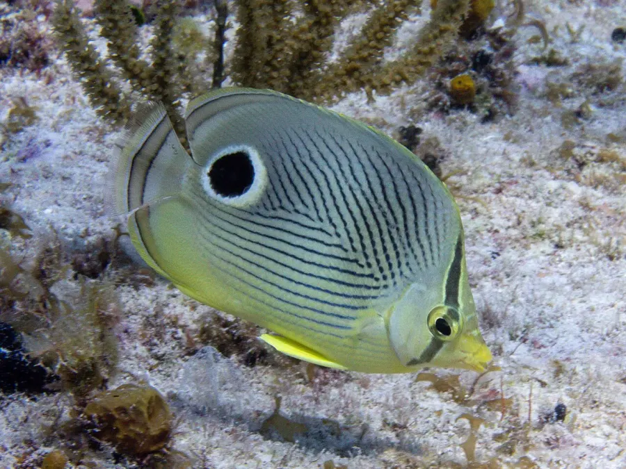 The Foureye butterflyfish card