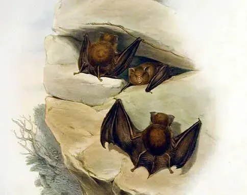 The Fawn leaf-nosed bat card
