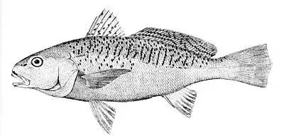The Sciaenidae card