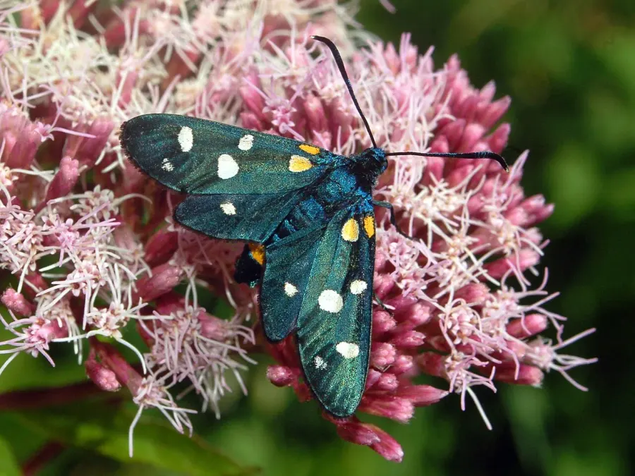 The Zygaena ephialtes card