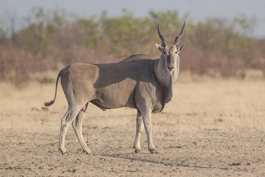 The Common eland card