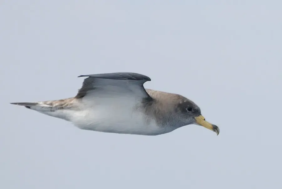 The Scopoli's shearwater card