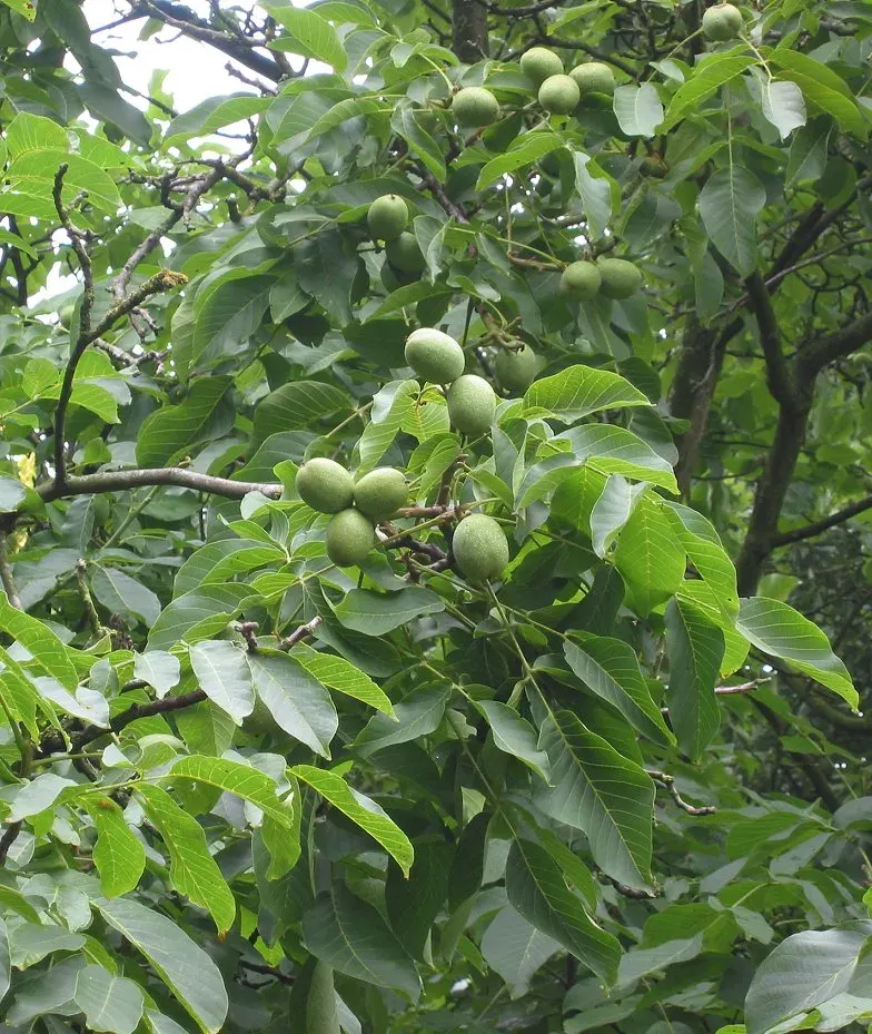 La carte Juglandaceae