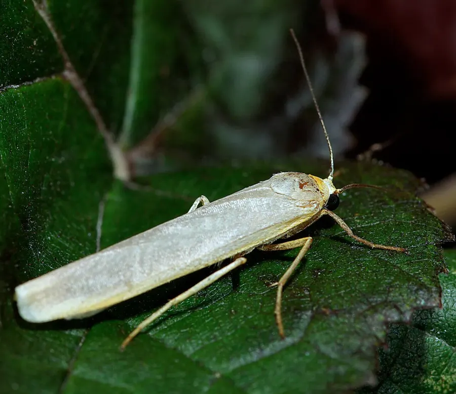 The Common footman card