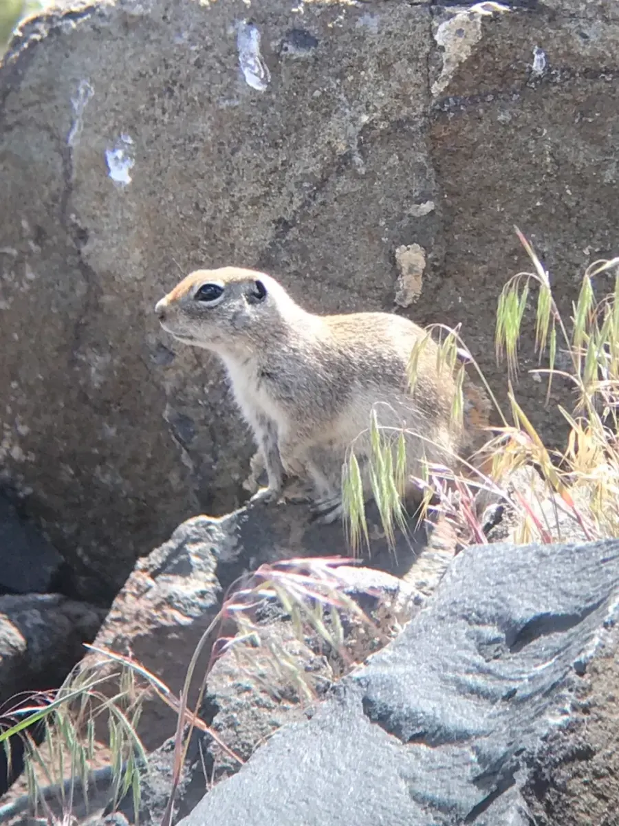 The Townsend's ground squirrel card