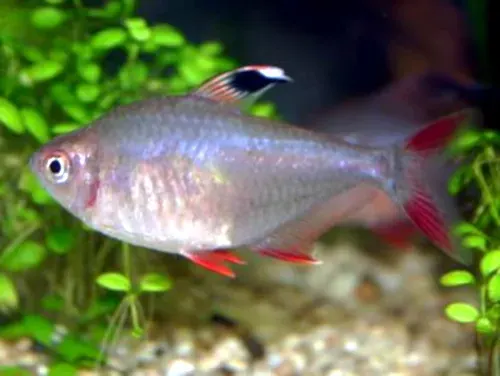 The Characiformes card