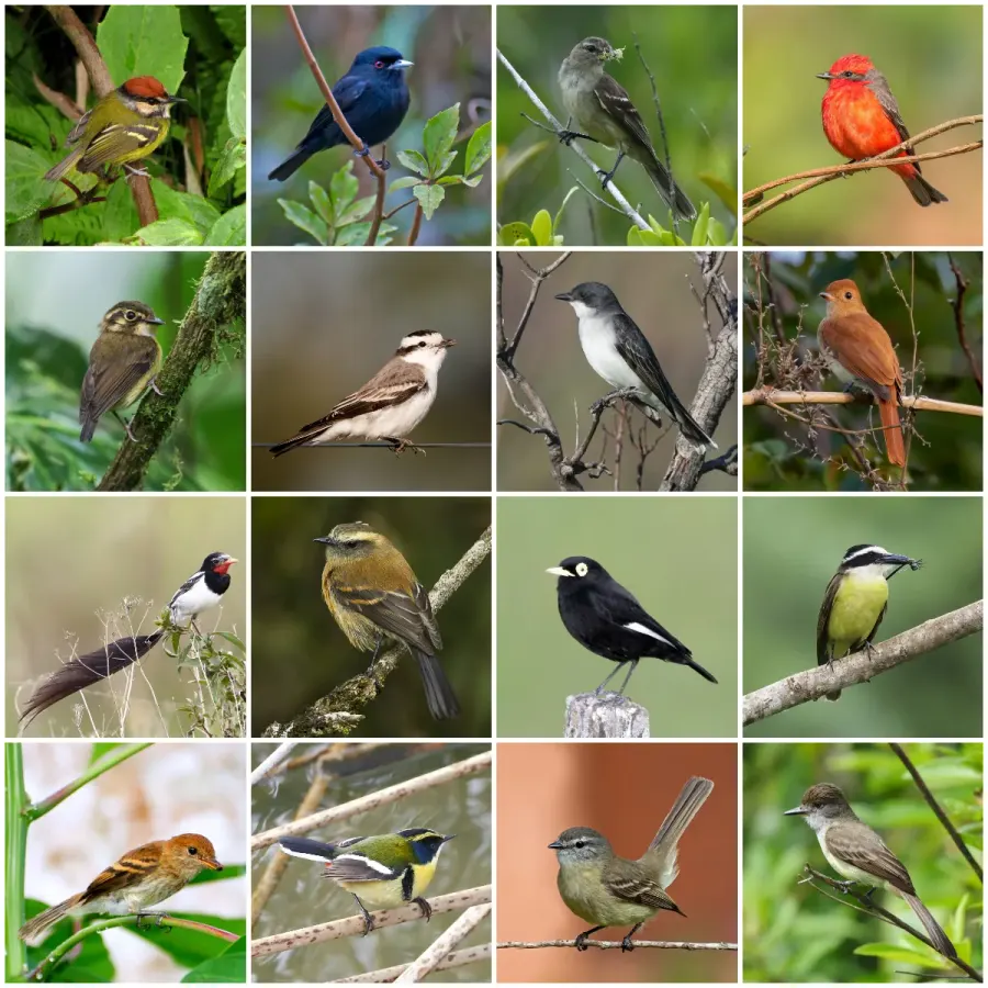 The Tyrant flycatcher card