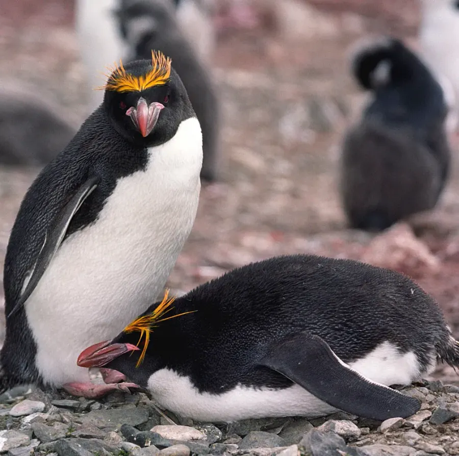 The Macaroni penguin card