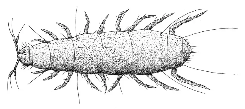 La carte Pauropoda