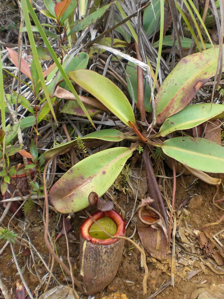 The Nepenthes card