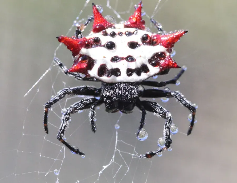 The Gasteracantha card