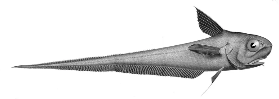 La carte Coryphaenoides rupestris