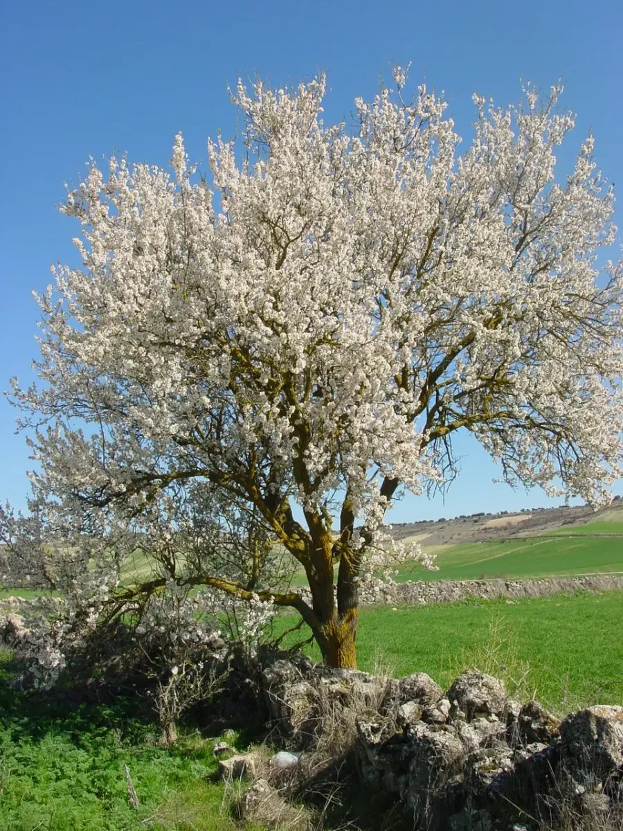 The Shevat card