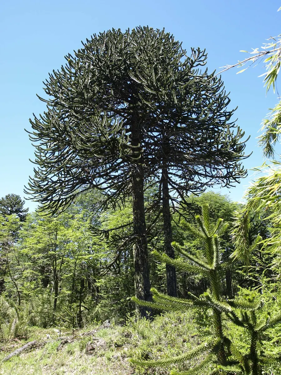 La carte Araucariaceae
