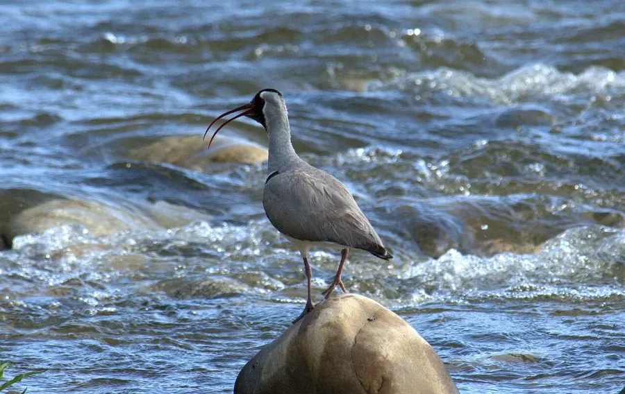 La carte Bec-d'ibis tibétain