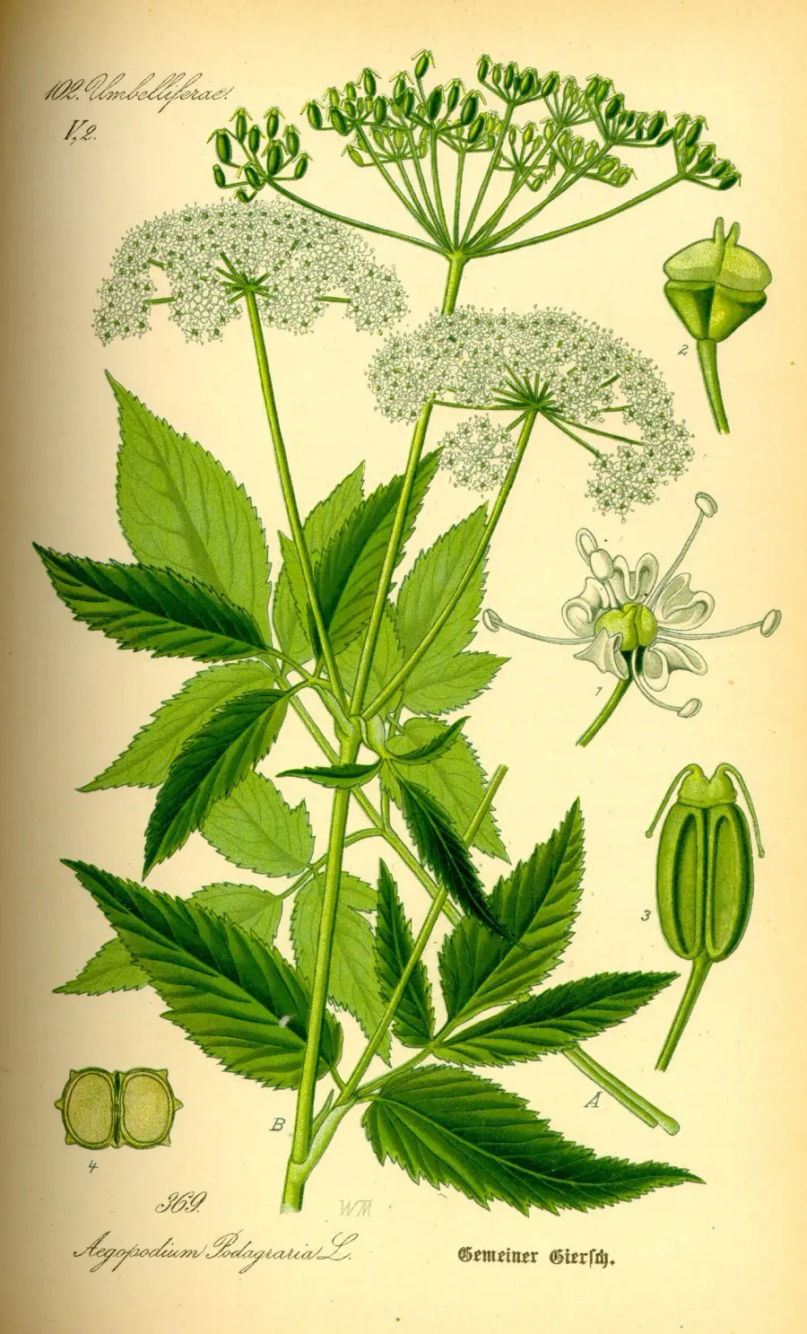 The Aegopodium podagraria card