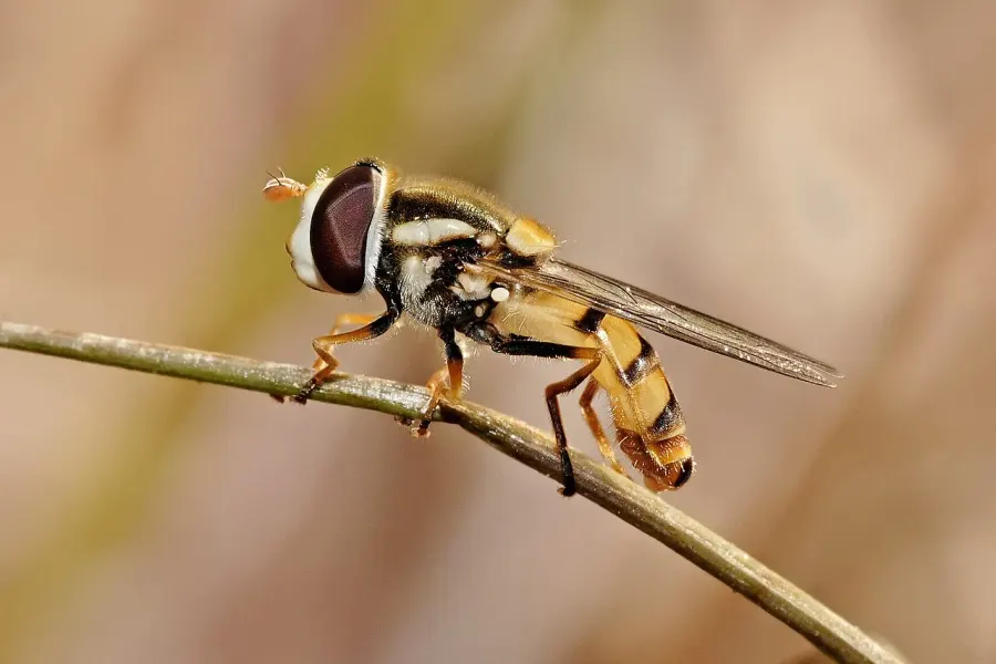 The Hoverfly card