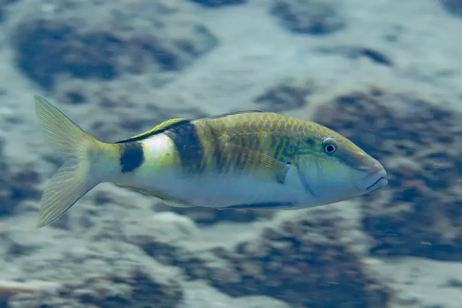 The Parupeneus multifasciatus card