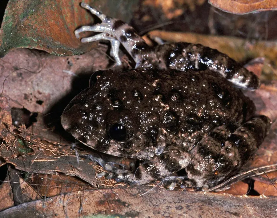 The Scotobleps gabonicus card