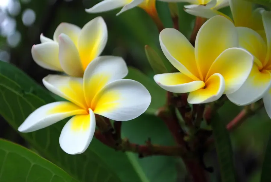 La carte Plumeria