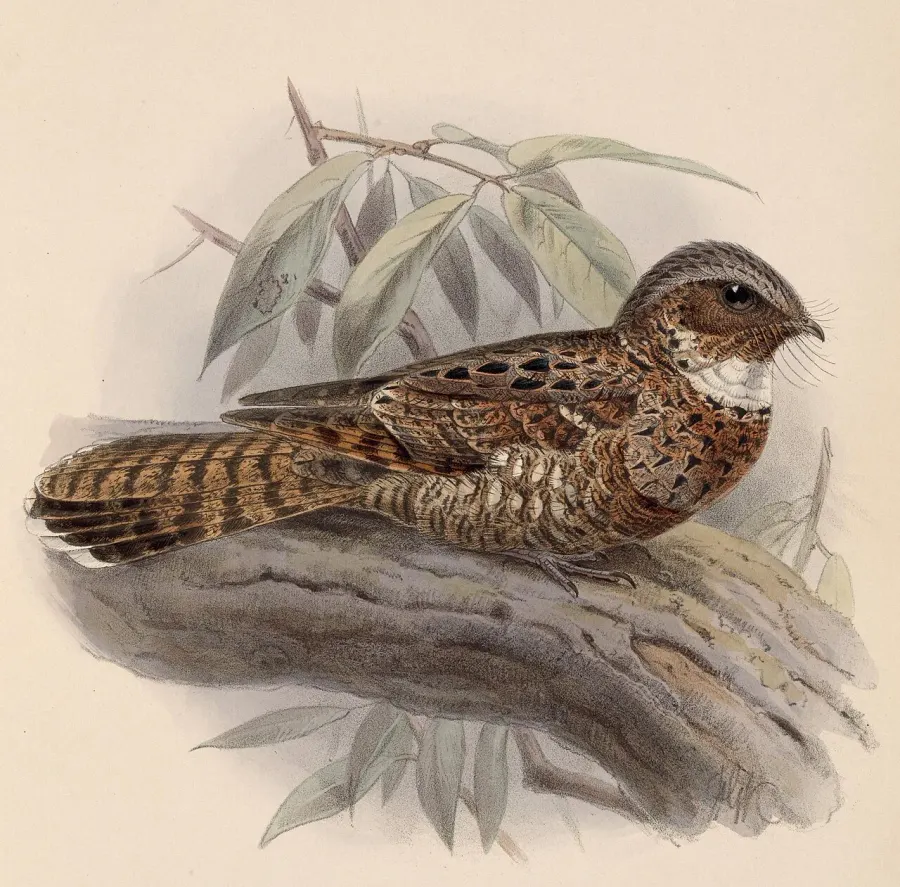 La carte Nyctiphrynus