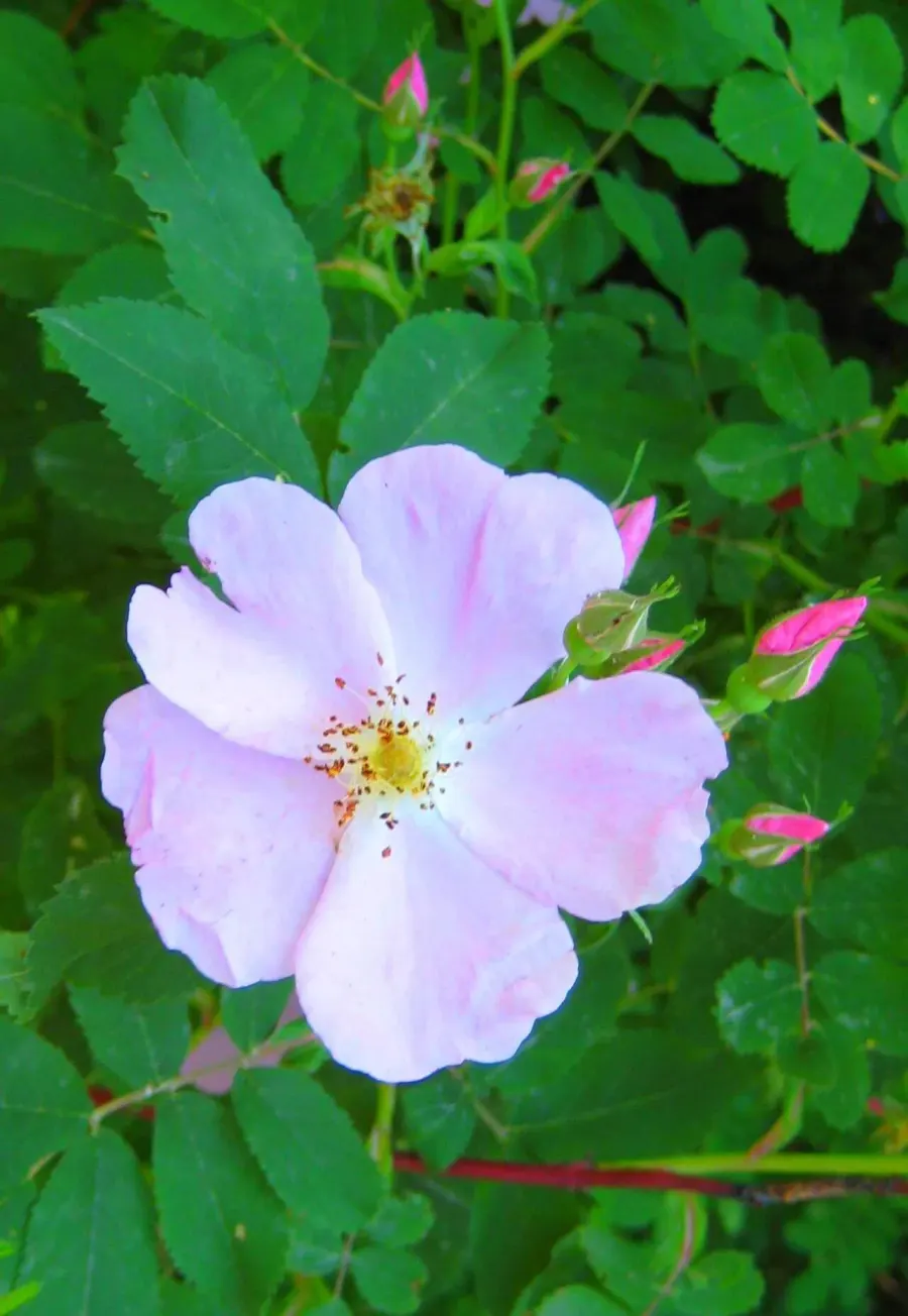 La carte Rosa acicularis