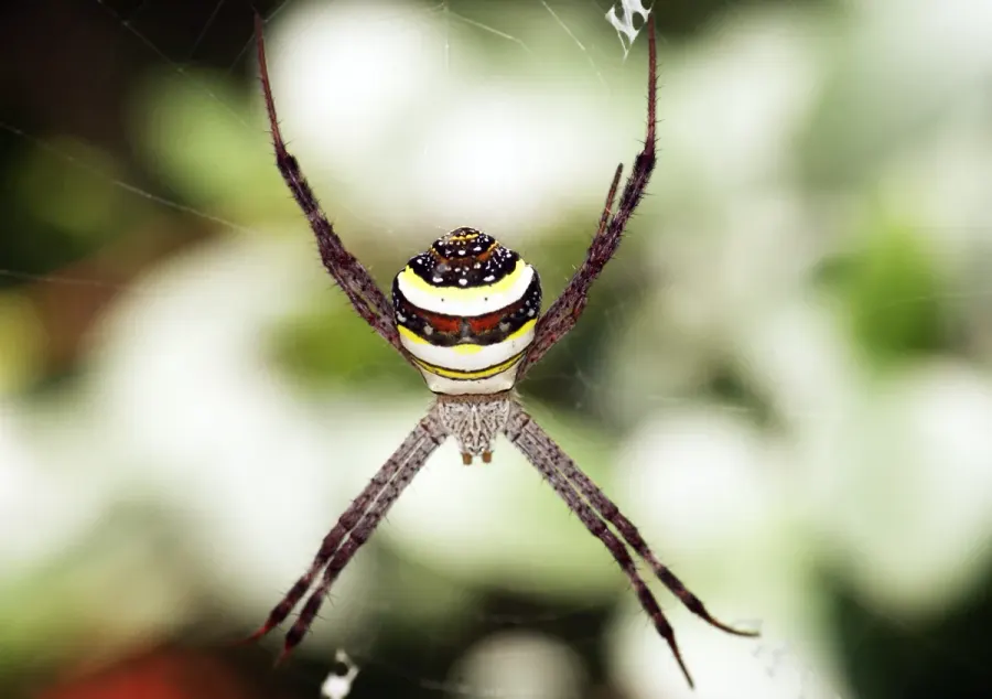 The Argiope versicolor card