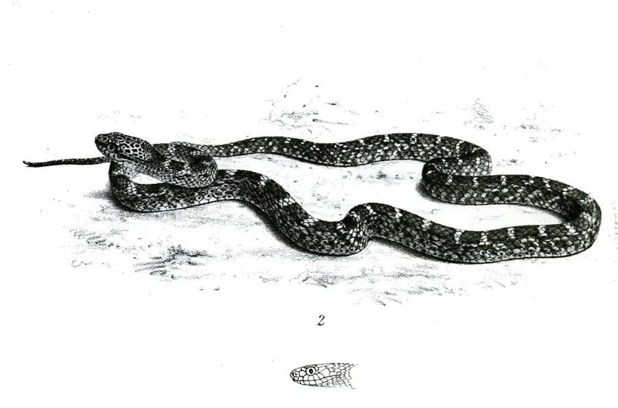The Dipsadoboa card