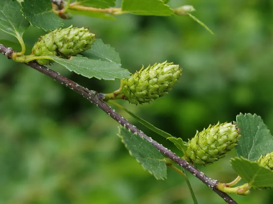 The Betula glandulosa card