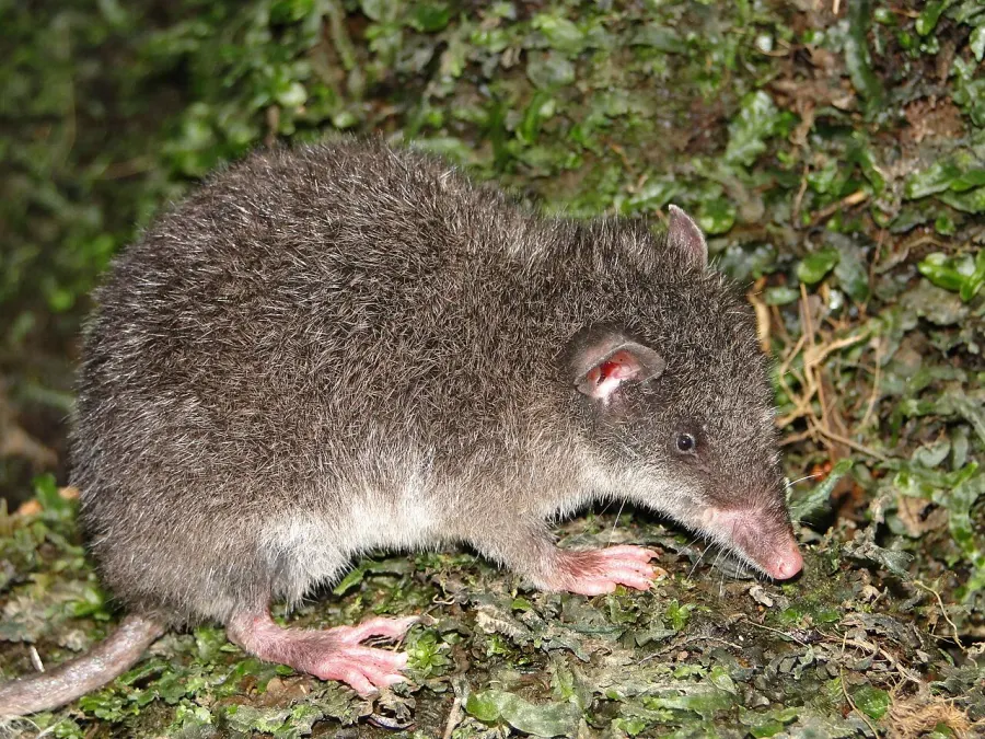 La carte Caenolestidae