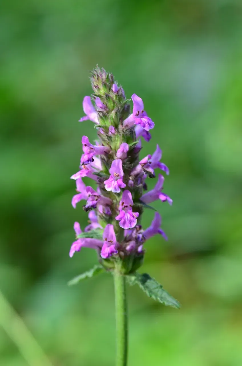 La carte Épiaire officinale