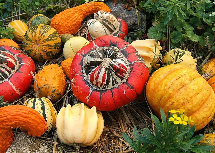 La carte Cucurbitales