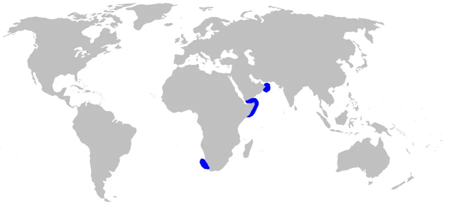 La carte Apristurus indicus
