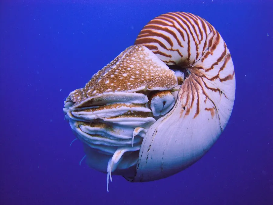 The Nautilus belauensis card