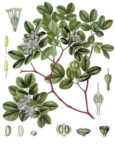 La carte Zygophyllales