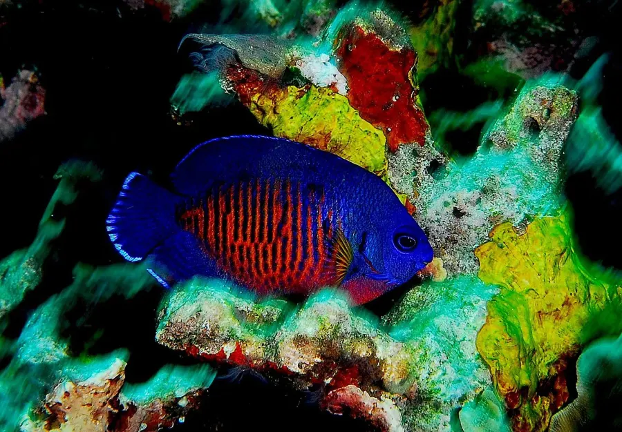 La carte Centropyge bispinosa