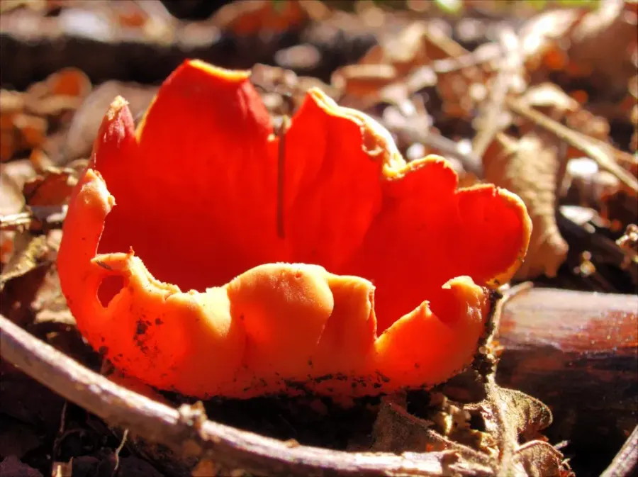 La carte Sarcoscyphaceae