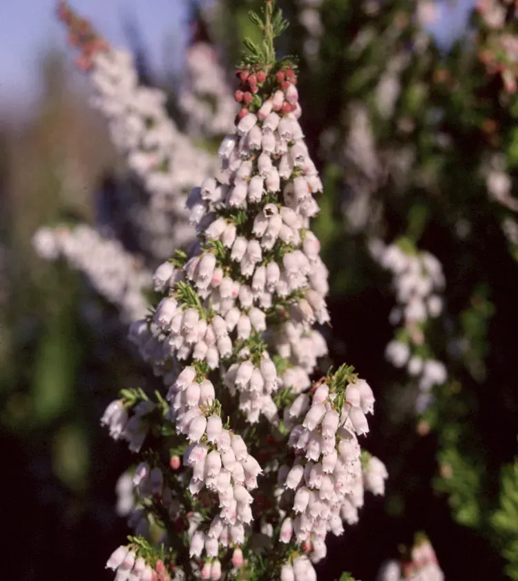 The Erica lusitanica card