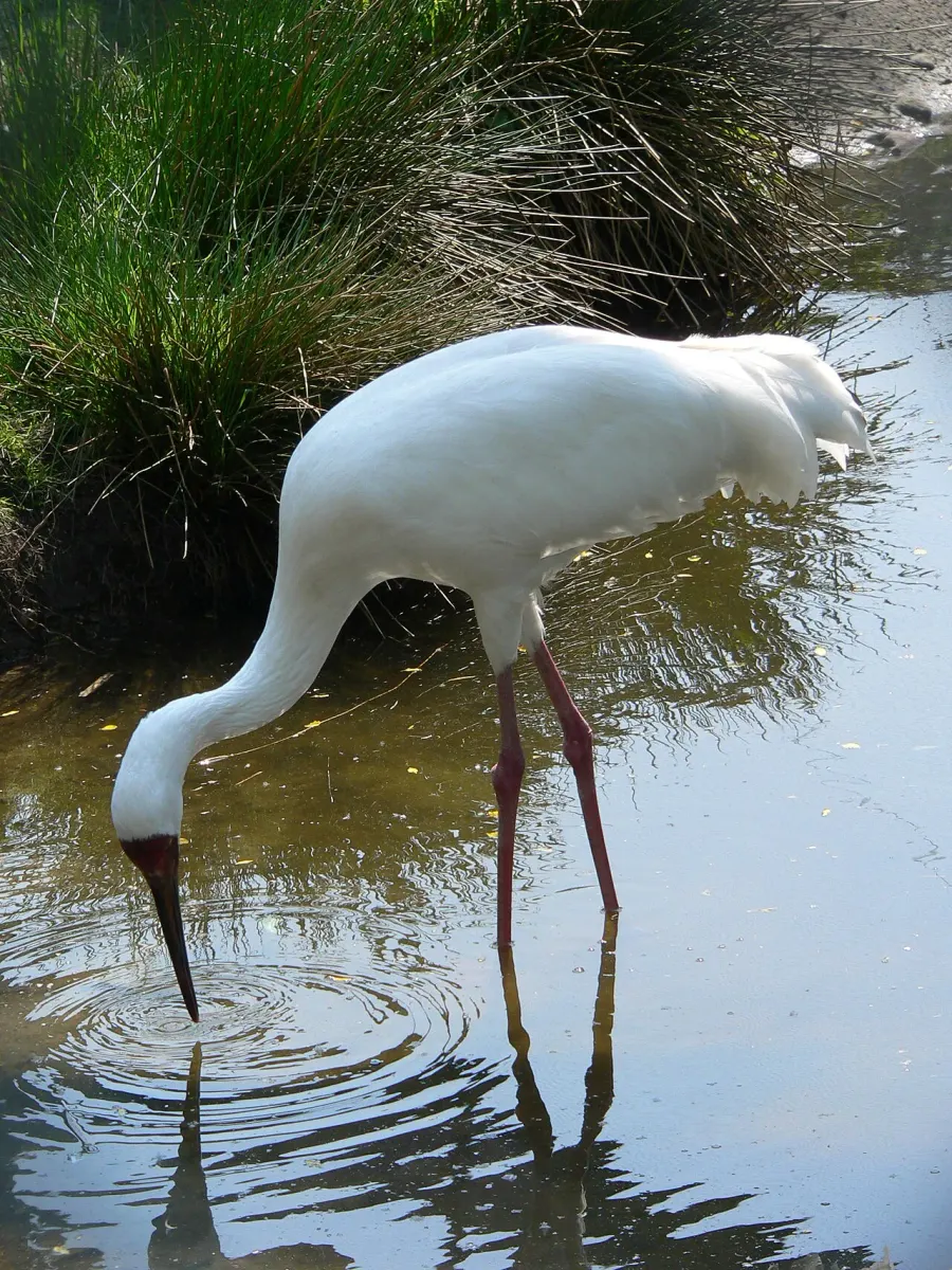 The Siberian crane card