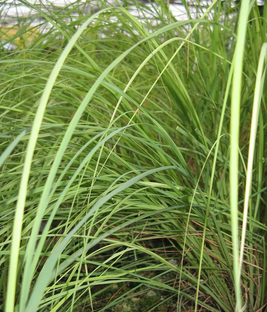 The Cymbopogon schoenanthus card